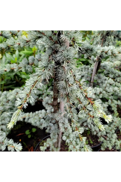 Cedrus ’Atl. La Fontaine